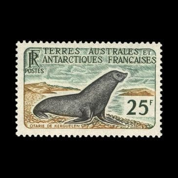TUT6353 - France 25f. Kerguelen Fur Seal Super VLH O.G.