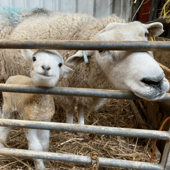 Meet The Lambs -  Sunday 29th March