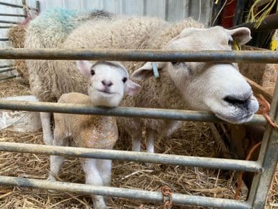 Meet The Lambs -  Thursday 23rd April