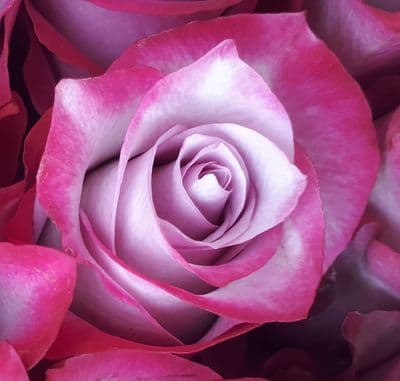 12 Lilac Rose Hand Tie