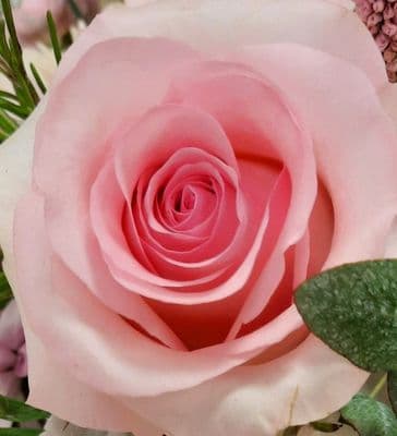 12 Pink Rose Hand Tie