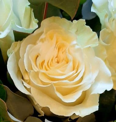 12 White Rose Hand Tie