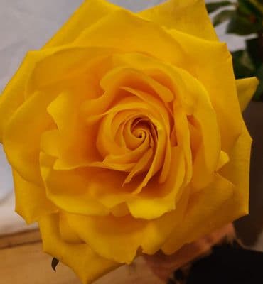 12 Yellow Rose Hand Tied