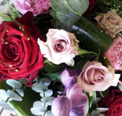 Roses Galore