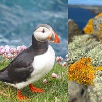 Fair Isle Needlepoint kit - Sumburgh Puffins