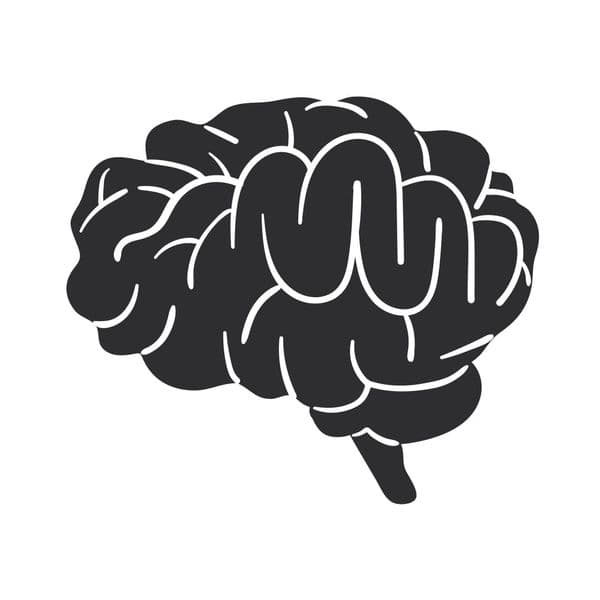 Organic Pig Brain