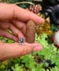 Goloka Buddha Backflow Incense Cones