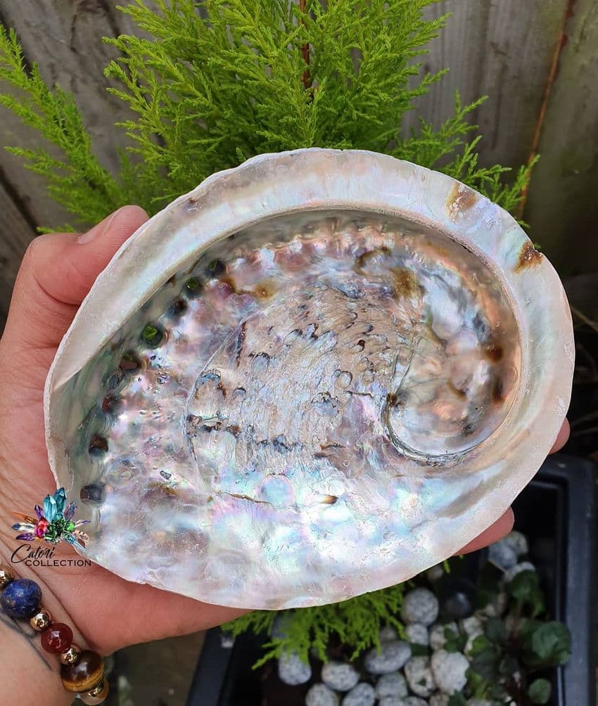 Medium Abalone Shell