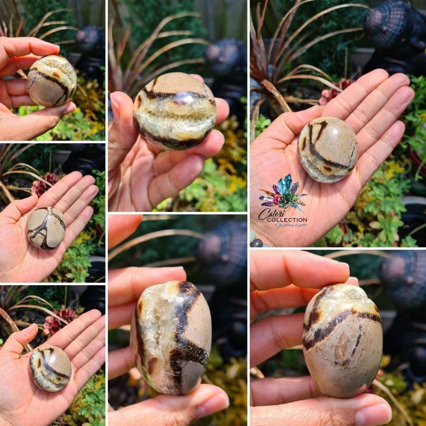 Septarian Palmstone  (123g)