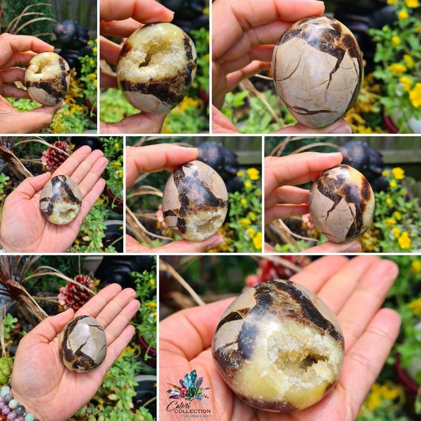 Septarian Palmstone  (165g)