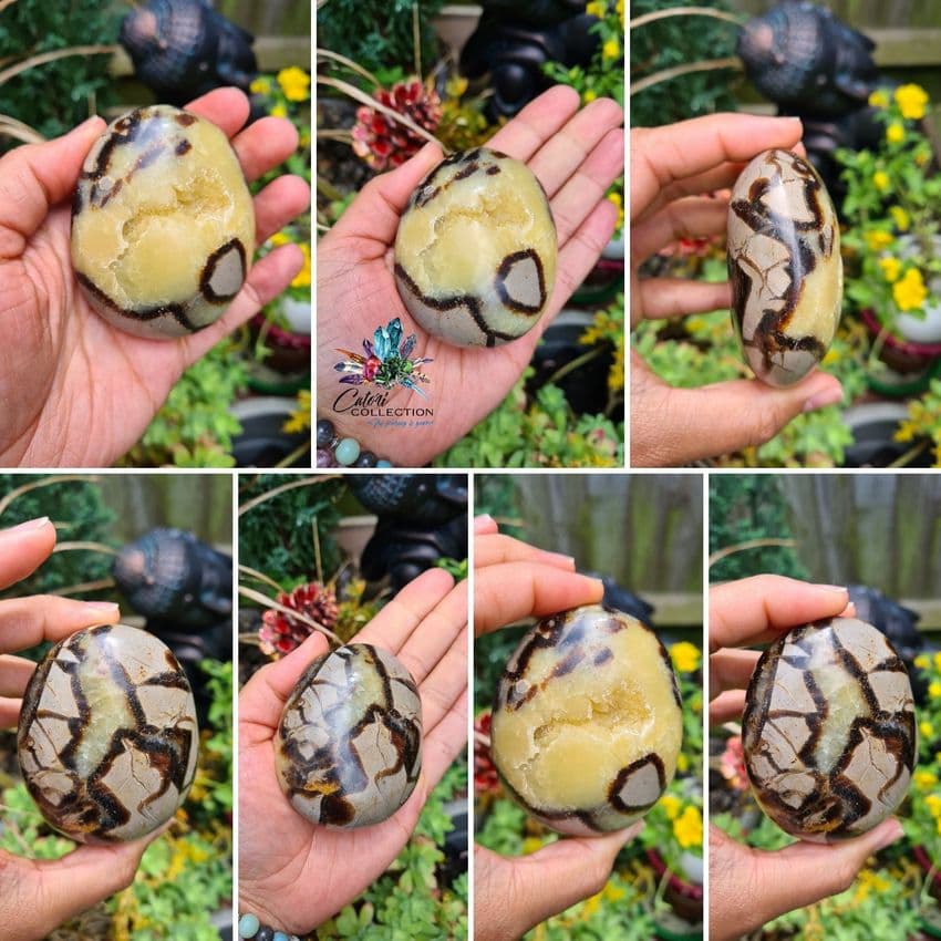 Septarian Palmstone  (261g)