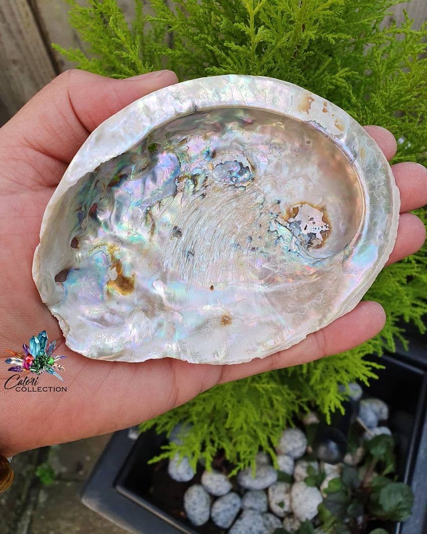 Small Abalone Shell