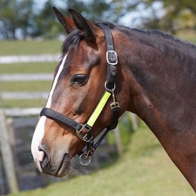 Bitz Field Safe Headcollar with Hi Viz Yellow Trim