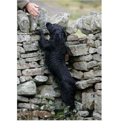 CSP Greeting Card 'Working Cocker Spaniel'