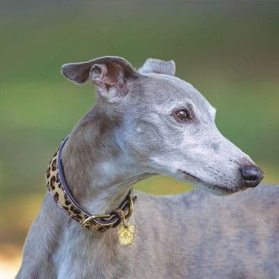 Digby & Fox Cow Hair Greyhound Collar - Leopard