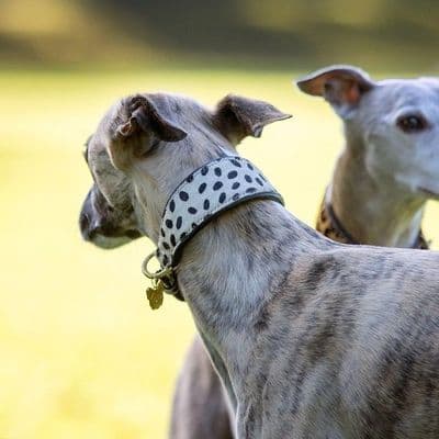 Digby & Fox Cow Hair Greyhound Collar - Spot
