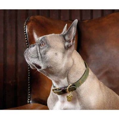 Digby & Fox Tweed Dog Collar - Red/Yellow/Blue Check