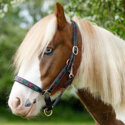 Gallop Diamond Padded Leather Headcollar - Burgundy/Green