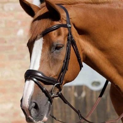 Premier Equine Rizzo  Anatomic Flash - Havana