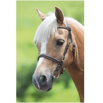Shires Velociti GARA Clincher In-Hand Bridle - Black