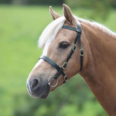 Shires Velociti GARA Plain In-Hand Bridle - Black