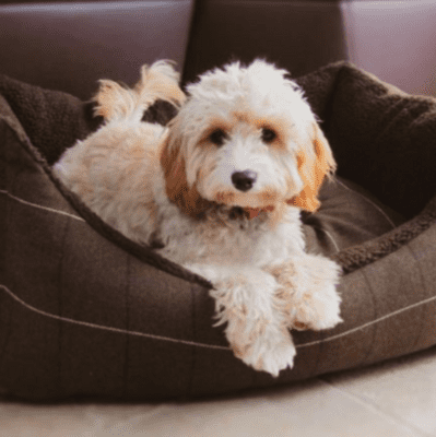 Snug & Cosy Cambridge Rectangular Dog Beds - Brown Tweed
