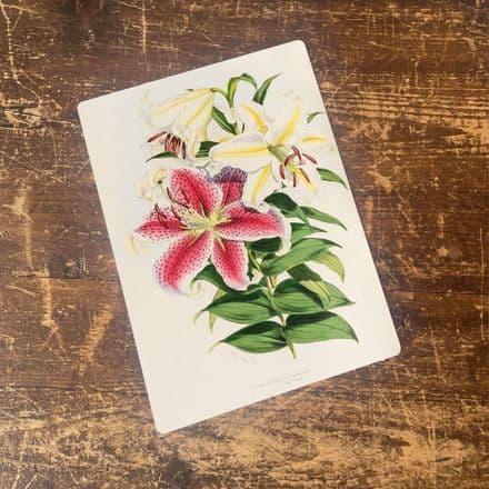 A Monograph of The Genus Lilium Flowers- Metal Wall Sign