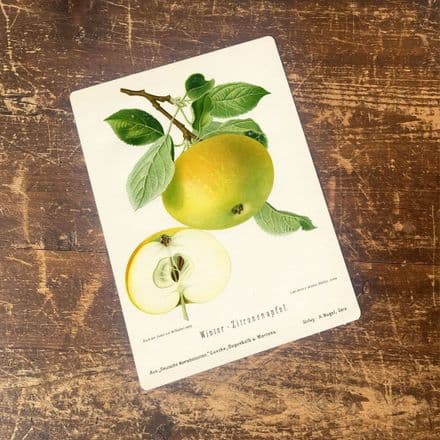 Apple drawn macbook vintage botanical illustration Metal Wall Sign