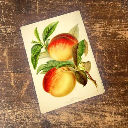 Botanical plate Peaches, Royal George - Metal Wall Sign