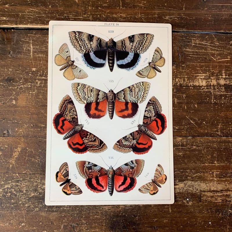 butterfly botanical illustration Metal Wall Sign