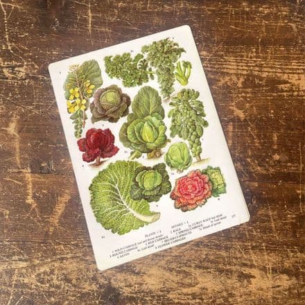 Cabbage Kale Savoy Brussel Sprouts Salad Vegetable Plant - Metal Humour Wall Sign