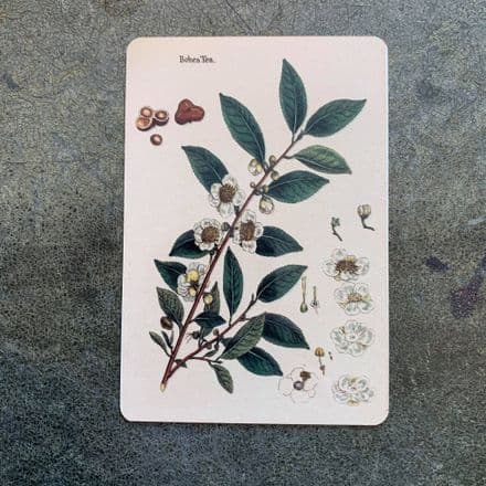 Camellia sinensis Tea Plant - Metal Humour Wall Sign