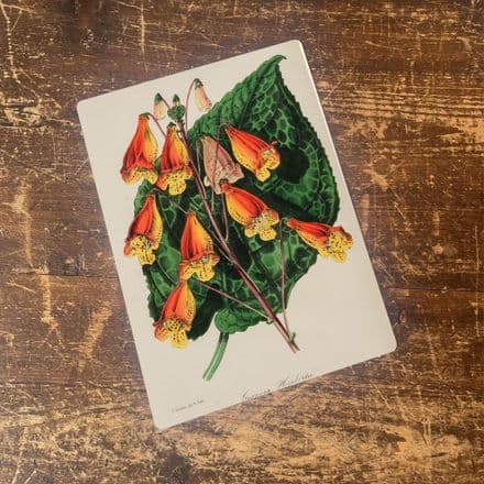 canna lily Plant - Metal Humour Wall Sign (1)