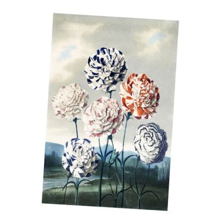 Carnations Vintage Botanical Plants - Metal Sign