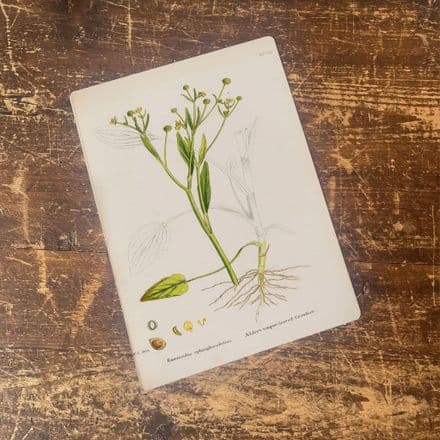 Celery leaved Water Plant Metal Wall Sign