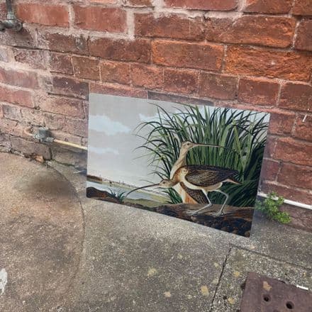 curlews bird botanical illustration John James Audubon Metal Wall Sign