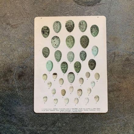 Eggs Vintage Botanical - Metal Art Wall Sign