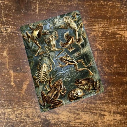 Ernst Haeckel Frogs Metal Wall Sign