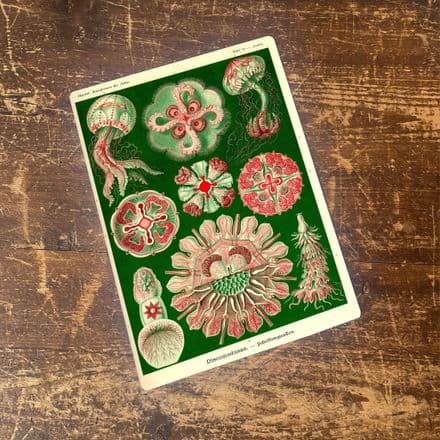 Ernst Haeckel Jelly fish Sea Green Metal Wall Sign