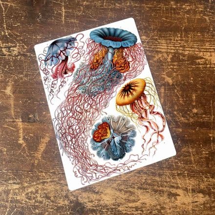 Ernst Haeckel Jelly fish Sea Metal Wall Sign