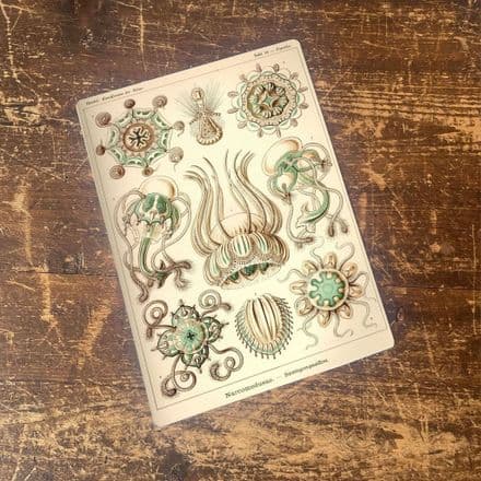 Ernst Haeckel Jelly fish Sea Metal Wall Sign