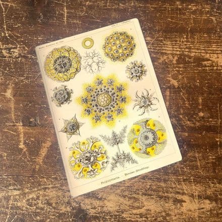 Ernst Haeckel Jelly fish Sea yellow Metal Wall Sign