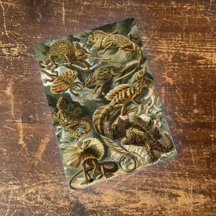 Ernst Haeckel Lizard Metal Wall Sign