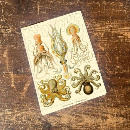 Ernst Haeckel Octopus Metal Wall Sign (1)