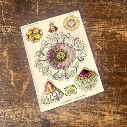 Ernst Haeckel Octopus Metal Wall Sign