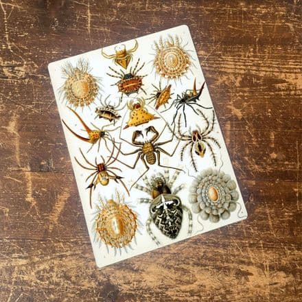 Ernst Haeckel Spider Metal Wall Sign