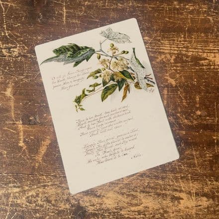 Evergreen rose botanical illustration Metal Wall Sign