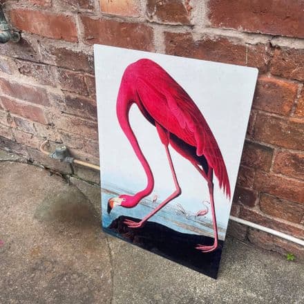 flamingo botanical illustration John James Audubon Metal Wall Sign