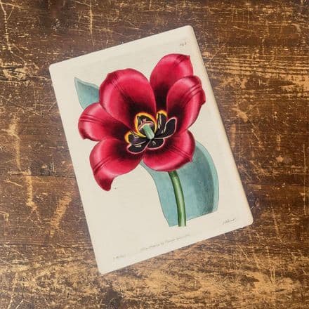 Floral Print, Botanical Flower illustration Metal Wall Sign