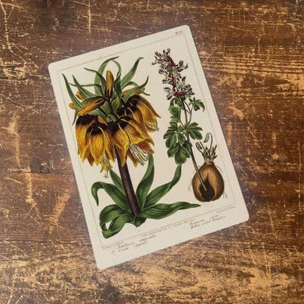 Fritillaria imperialis Botanical Flower illustration Metal Wall Sign